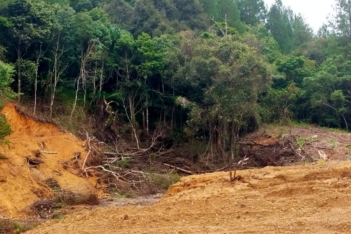 Walhi Sulsel Desak Penuntasan Kasus Illegal Logging di Gowa: Peringatkan Ancaman Ekologis