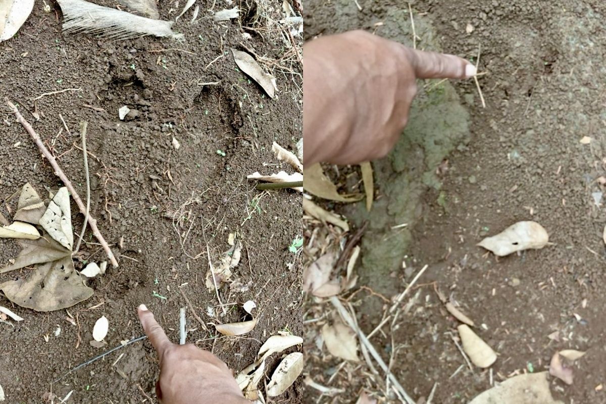 BKSDA Lampung: Jejak Satwa di Bandar Sribhawono Bukan Harimau Sumatera, Melainkan Anjing atau Kucing Hutan